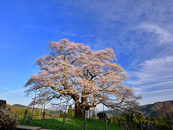 Lily Scout Kwong, This 1000 year old cedar tree though 🥹🤎 Iwaoike pond,  Koka city, Japan // via @tomohase_