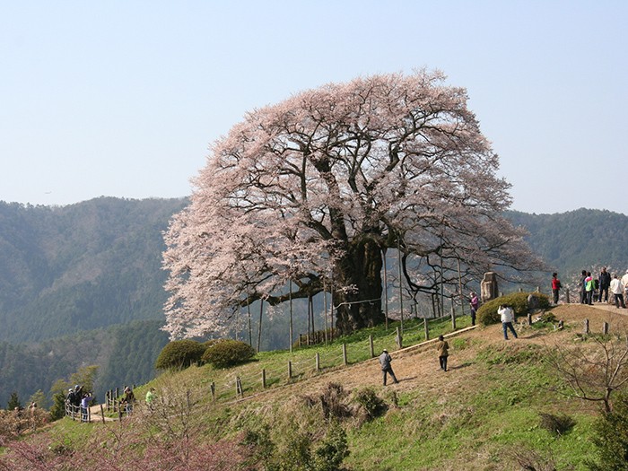 Lily Scout Kwong, This 1000 year old cedar tree though 🥹🤎 Iwaoike pond,  Koka city, Japan // via @tomohase_