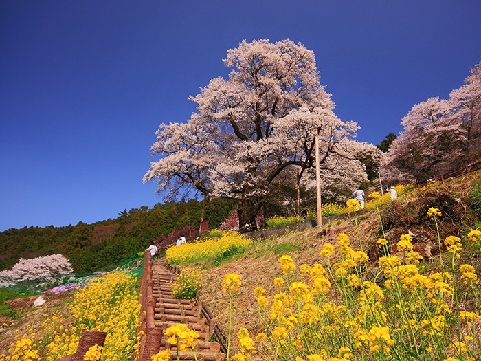 Lily Scout Kwong, This 1000 year old cedar tree though 🥹🤎 Iwaoike pond,  Koka city, Japan // via @tomohase_