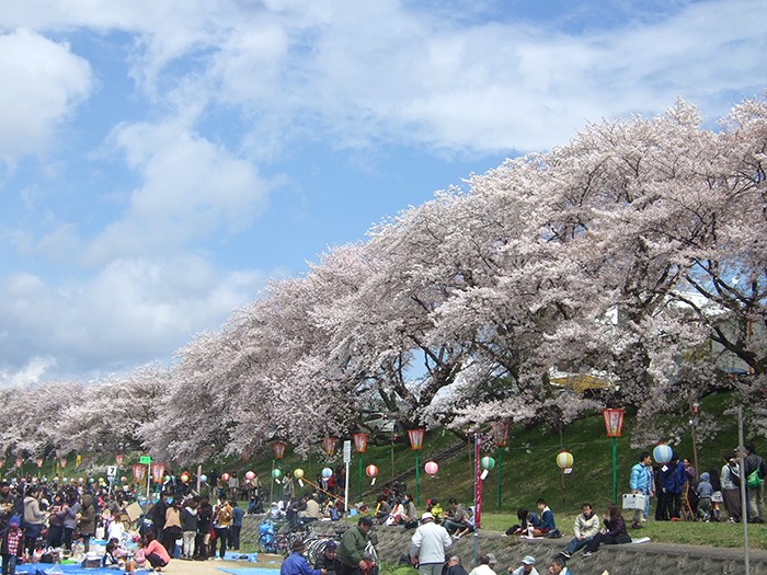 圧巻 水辺をピンク色に彩る桜並木 3選 Next Trip West Japan Setouchi