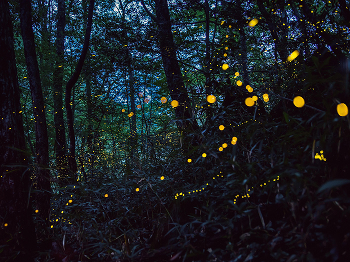 Golden fireflies (Rashomon)