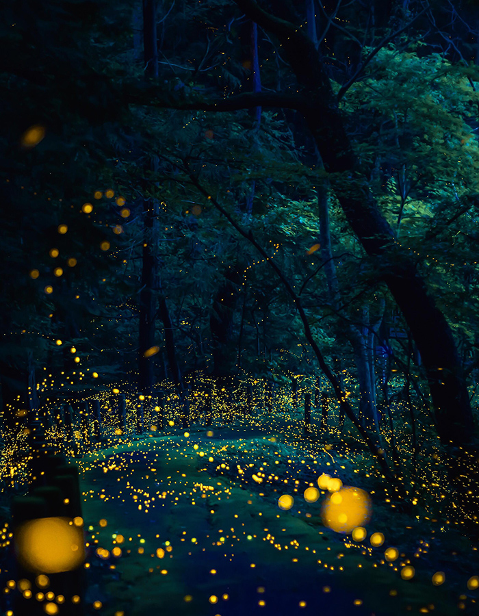 Golden fireflies (Rashomon)