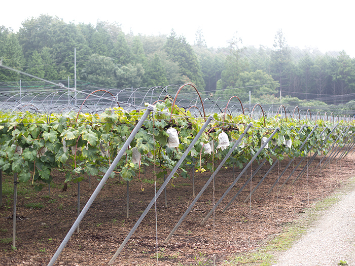 Fruit Country Kumano