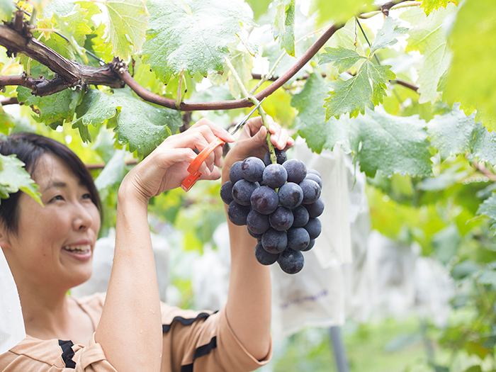 Fruit Country Kumano