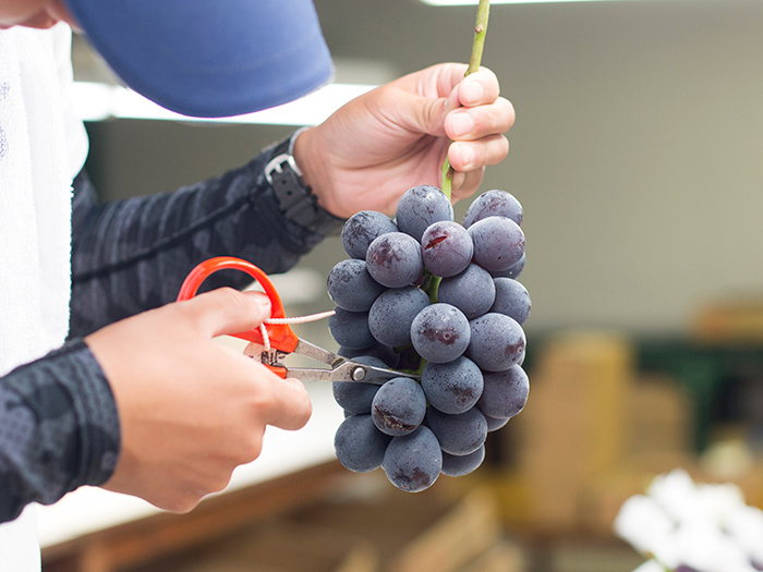 Fruit Country Kumano