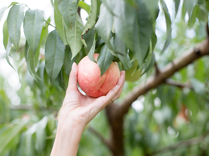 Ohara Kanko Orchard