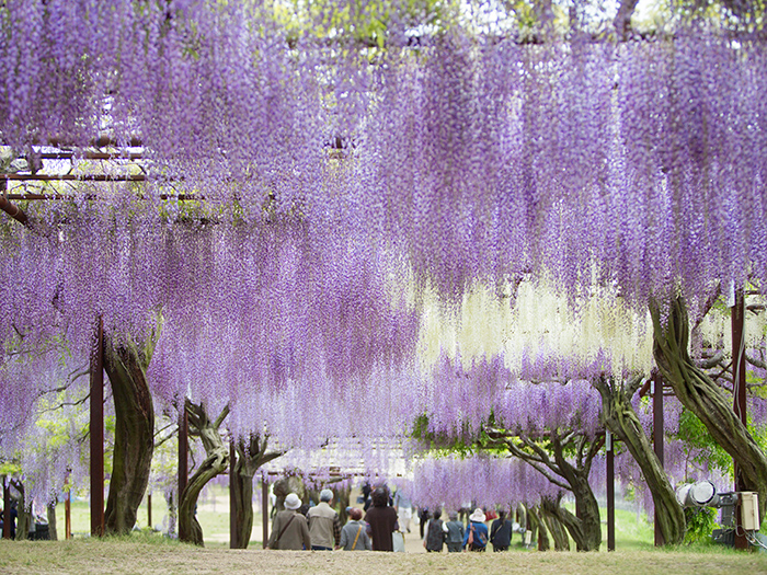 藤公園