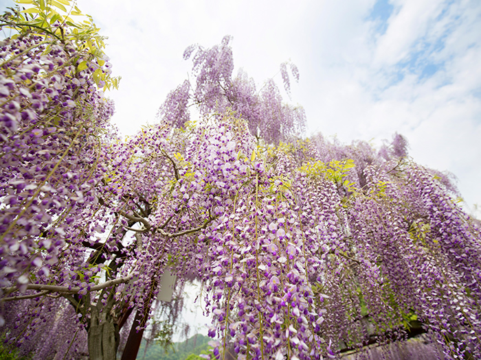 藤公園