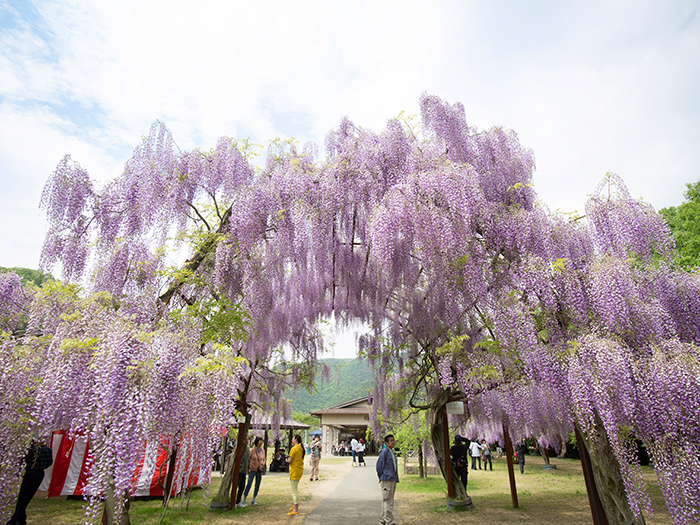 Fuji Park