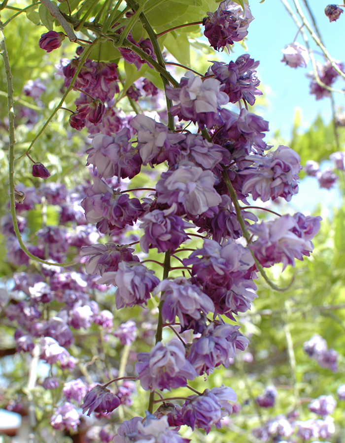 岡山 一遊紫色夢幻世界 紫藤公園 藤花種類高居日本之冠 紫藤公園 Next Trip West Japan Setouchi