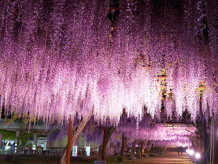 [OKAYAMA]Travel to Fuji Park, featuring a wondrous line bathed in ...