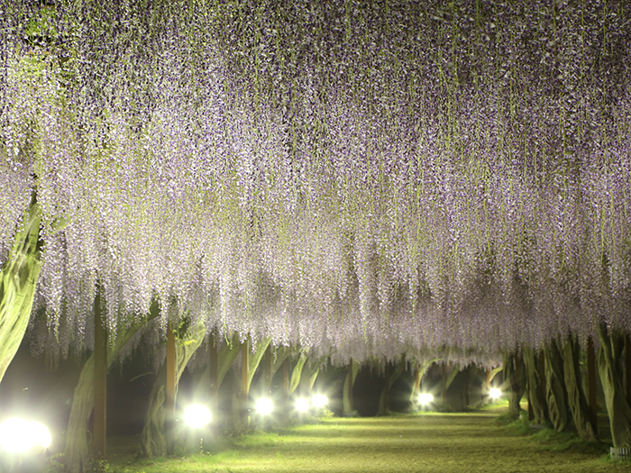 藤公園